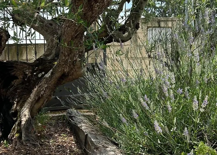 El Olivo Appartement Frias